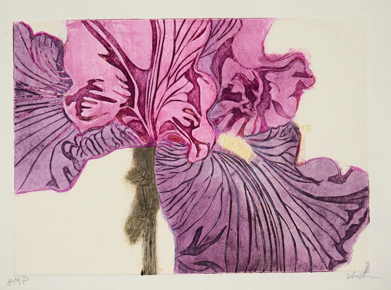 Iris